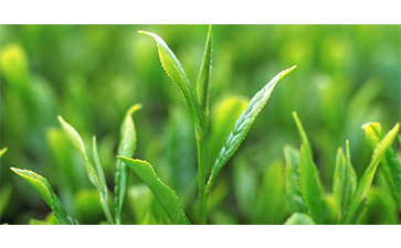 茶葉質量追溯管理系統(tǒng)可以實現(xiàn)哪些功能?具有哪些優(yōu)點?
